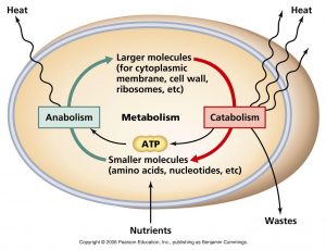 Catabolism vs Anabolism